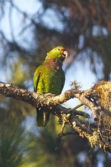 Amazona vinacea
