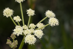 Angelica kingii