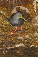 Pardirallus nigricans