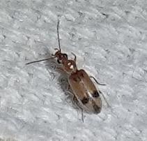 Notoxus marginatus