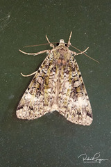 Anaplectoides pressus