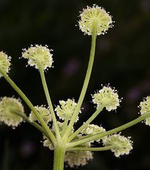 Angelica kingii