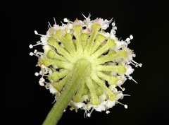 Angelica kingii