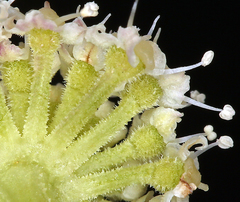 Angelica kingii