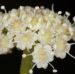Angelica kingii