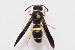 Ancistrocerus spinolae