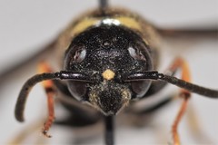 Ancistrocerus spinolae