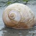 Moon Snails - Photo (c) Eric Running, some rights reserved (CC BY-NC), uploaded by Eric Running