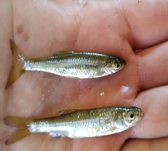 Tropidophoxinellus hellenicus