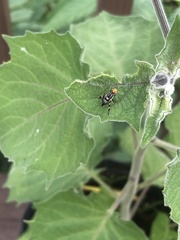 Rhagoletis striatella