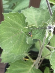 Rhagoletis striatella