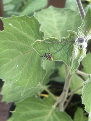 Rhagoletis striatella