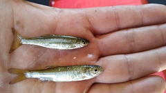 Tropidophoxinellus hellenicus