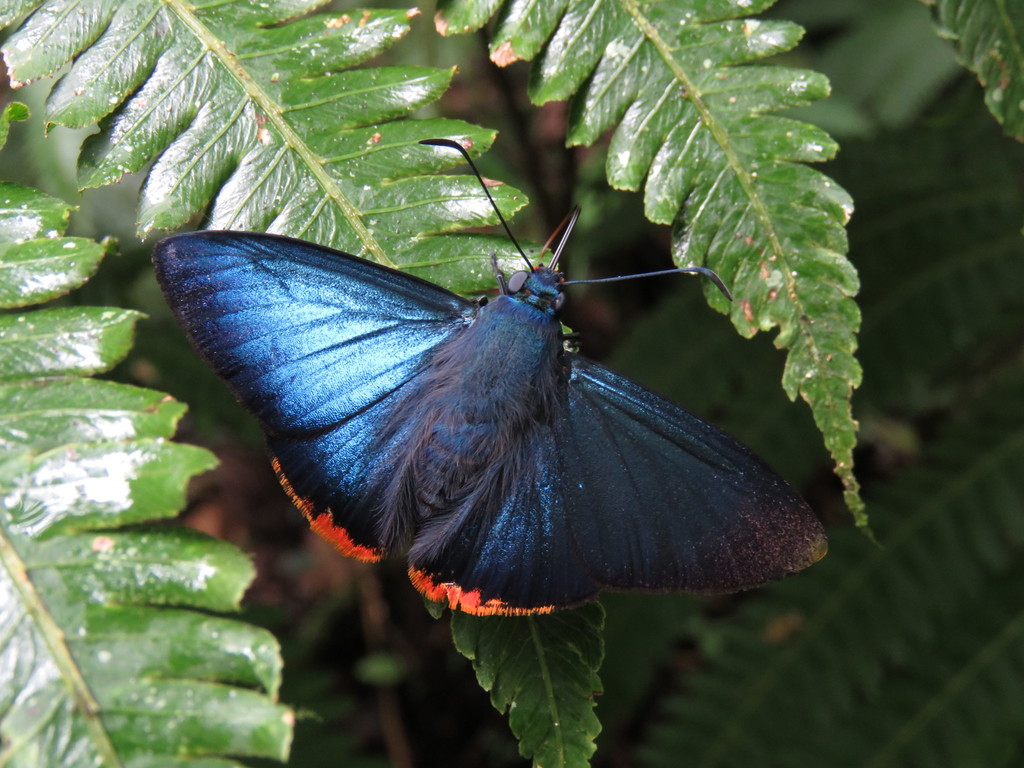 Chalypyge zereda