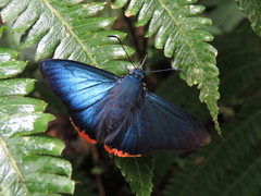 Apyrrothrix hygieia