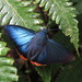 Chalypyge zereda - Photo (c) Lepidoptera Colombiana 🇨🇴, algunos derechos reservados (CC BY-NC), subido por Lepidoptera Colombiana 🇨🇴