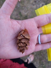 Pseudotsuga menziesii