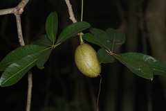 Pachira glabra