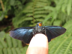 Apyrrothrix hygieia