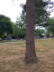 Pseudotsuga menziesii