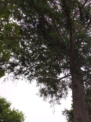 Pseudotsuga menziesii