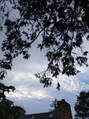 Pseudotsuga menziesii