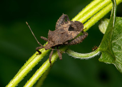 Acanthocoris sordidus