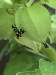 Rhagoletis striatella