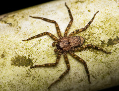 Siamspinops formosensis