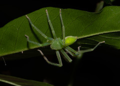 Gnathopalystes taiwanensis