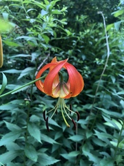 Lilium superbum