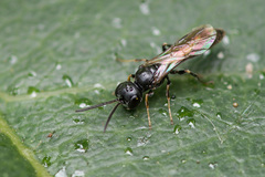 Passaloecus