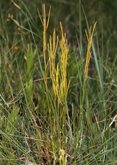 Arabis eschscholtziana