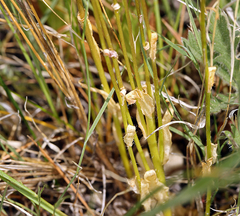 Arabis eschscholtziana