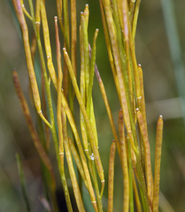 Arabis eschscholtziana