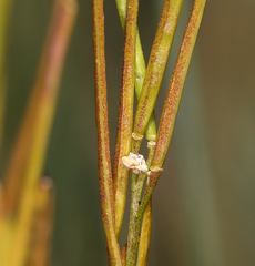Arabis eschscholtziana