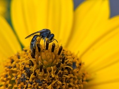 Lasioglossum pectorale