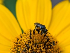 Lasioglossum pectorale