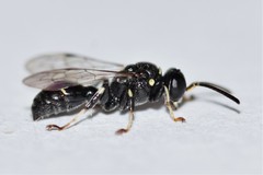 Clitemnestra bipunctata