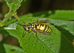 Euodynerus foraminatus