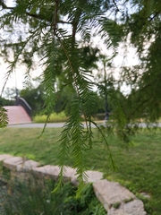 Taxodium distichum