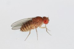 Sophophora