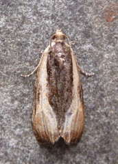 Olethreutes nigranum