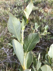 Salix richardsonii