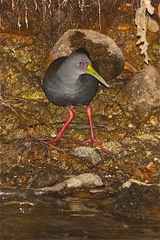 Pardirallus nigricans