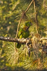 Amazona vinacea
