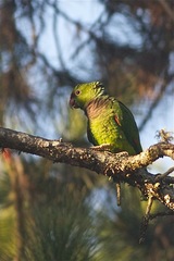 Amazona vinacea