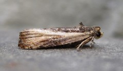 Olethreutes nigranum