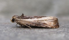 Olethreutes nigranum