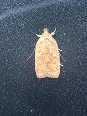Agonopterix robiniella